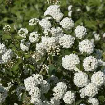 Spirea-Hochzeit
