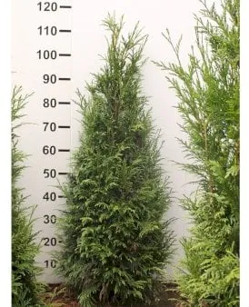 Thuja gigante