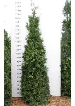 Thuja gigante